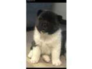 Akita Puppy for sale in Burnsville, NC, USA