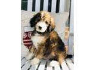Mutt Puppy for sale in Ladson, SC, USA