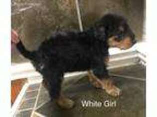 Airedale Terrier Puppy for sale in Cedartown, GA, USA
