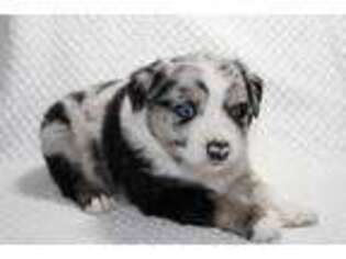 Australian Shepherd Puppy for sale in Elk Creek, MO, USA