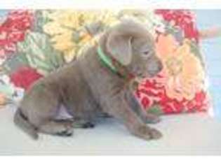 Labrador Retriever Puppy for sale in Comanche, TX, USA