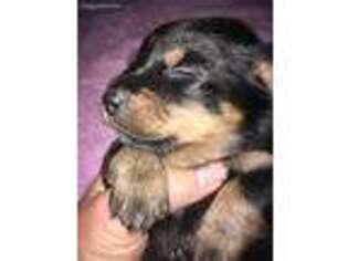 Mutt Puppy for sale in Flora, MS, USA
