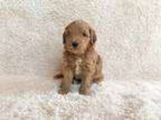 Goldendoodle Puppy for sale in Prior Lake, MN, USA
