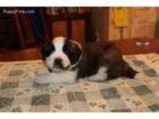 Saint Bernard Puppy for sale in Arkansas City, KS, USA