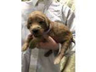 Labradoodle Puppy for sale in Scottsboro, AL, USA