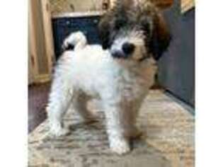 Mutt Puppy for sale in Germantown, TN, USA