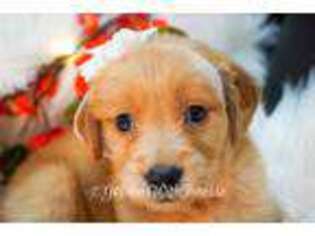 Golden Retriever Puppy for sale in Oak Park, IL, USA