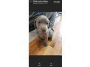 Labrador Retriever Puppy for sale in Kingsport, TN, USA