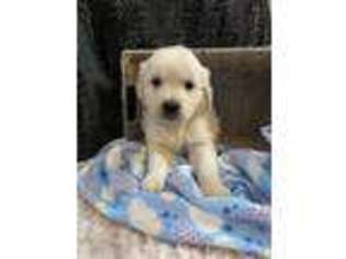 Mutt Puppy for sale in Woodburn, IN, USA