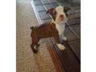 Boston Terrier Puppy for sale in Wild Rose, WI, USA