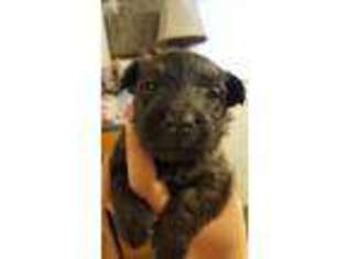Scottish Terrier Puppy for sale in Fresno, CA, USA