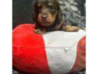 Dachshund Puppy for sale in Tracy, CA, USA