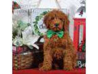 Goldendoodle Puppy for sale in Bristol, IN, USA