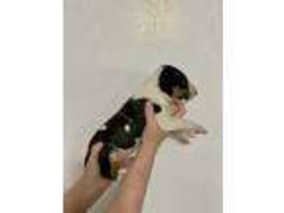 Bull Terrier Puppy for sale in Fitzgerald, GA, USA