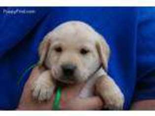 Labrador Retriever Puppy for sale in Wheaton, IL, USA