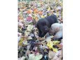 Labrador Retriever Puppy for sale in GRANITE CITY, IL, USA