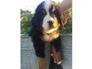 Bernese Mountain Dog Puppy for sale in Jay, OK, USA