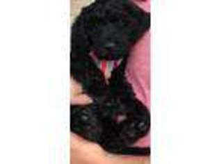 Goldendoodle Puppy for sale in Pendergrass, GA, USA