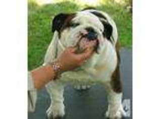Bulldog Puppy for sale in LAKE STEVENS, WA, USA