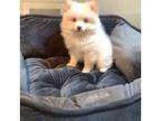 Pomeranian Puppy for sale in Fremont, CA, USA