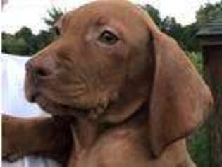 Vizsla Puppy for sale in Harmony, PA, USA