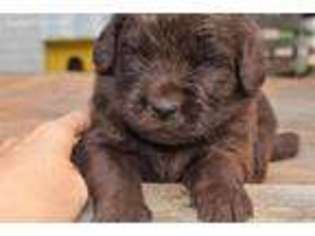 Newfoundland Puppy for sale in Baldwin, MD, USA