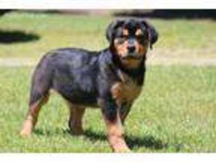Rottweiler Puppy for sale in Grand Rapids, MI, USA