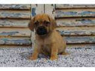Puggle Puppy for sale in Eden Valley, MN, USA