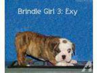 Bulldog Puppy for sale in ALBANY, OR, USA