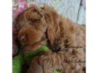 Labradoodle Puppy for sale in Tillamook, OR, USA