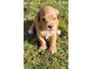 Cavapoo Puppy for sale in Lesage, WV, USA