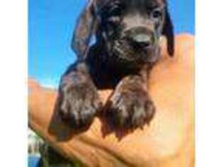 Mastiff Puppy for sale in Largo, FL, USA