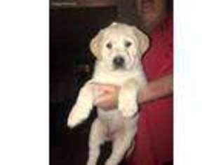 Labrador Retriever Puppy for sale in Bowling Green, KY, USA
