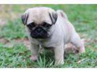 Pug Puppy for sale in Free Union, VA, USA