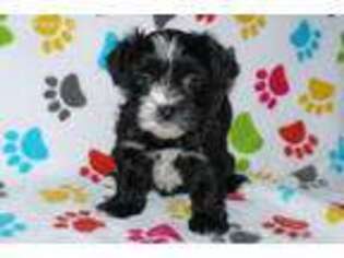 Shorkie Tzu Puppy for sale in Tucson, AZ, USA