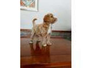 Goldendoodle Puppy for sale in Arcadia, MI, USA