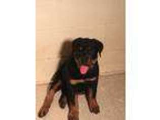 Rottweiler Puppy for sale in Maple Heights, OH, USA