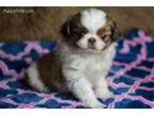 Mutt Puppy for sale in Hazleton, PA, USA