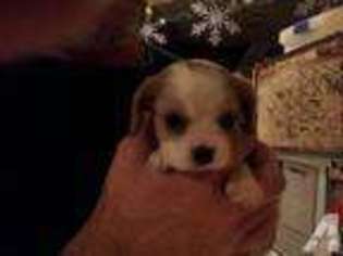 Cavalier King Charles Spaniel Puppy for sale in LAND O LAKES, FL, USA