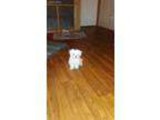 Maltese Puppy for sale in Ringgold, VA, USA