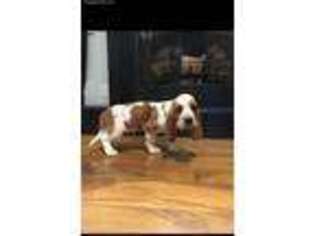 Basset Hound Puppy for sale in Waverly, OH, USA