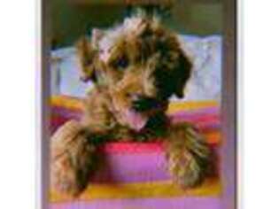 Goldendoodle Puppy for sale in Sterling, VA, USA