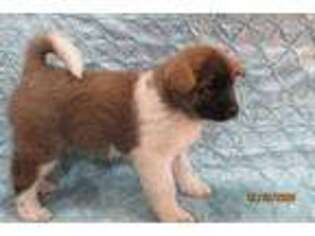 Akita Puppy for sale in Detroit Lakes, MN, USA