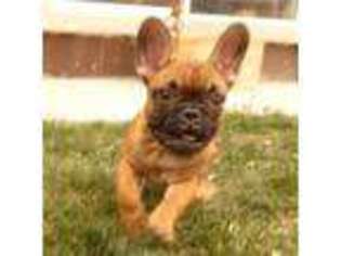 French Bulldog Puppy for sale in Sandy, UT, USA