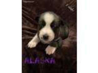 Siberian Husky Puppy for sale in Blue Ridge, VA, USA