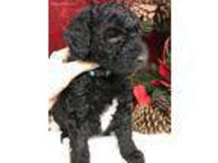 Labradoodle Puppy for sale in Canton, IL, USA