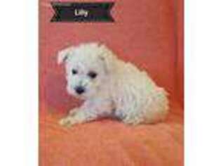 Mutt Puppy for sale in Vassar, KS, USA