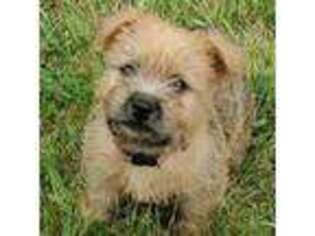 Norwich Terrier Puppy for sale in Somers, IA, USA