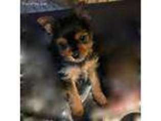 Yorkshire Terrier Puppy for sale in Rancho Santa Fe, CA, USA