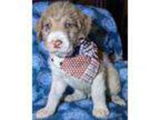 Labradoodle Puppy for sale in Clio, MI, USA
